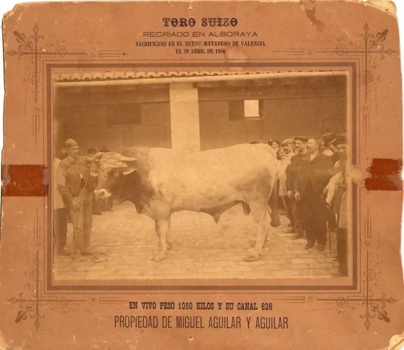 "Nuevo" matadero de Valencia.